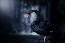 Funded Forex Trader : What Is a Black Swan Event? - AudaCity Capital - - Proprietary Trading Firm - Funded Trader Program - Hidden Talents Program - Funding for forex traders.